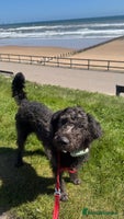 Labradoodle dogs - Advert 4
