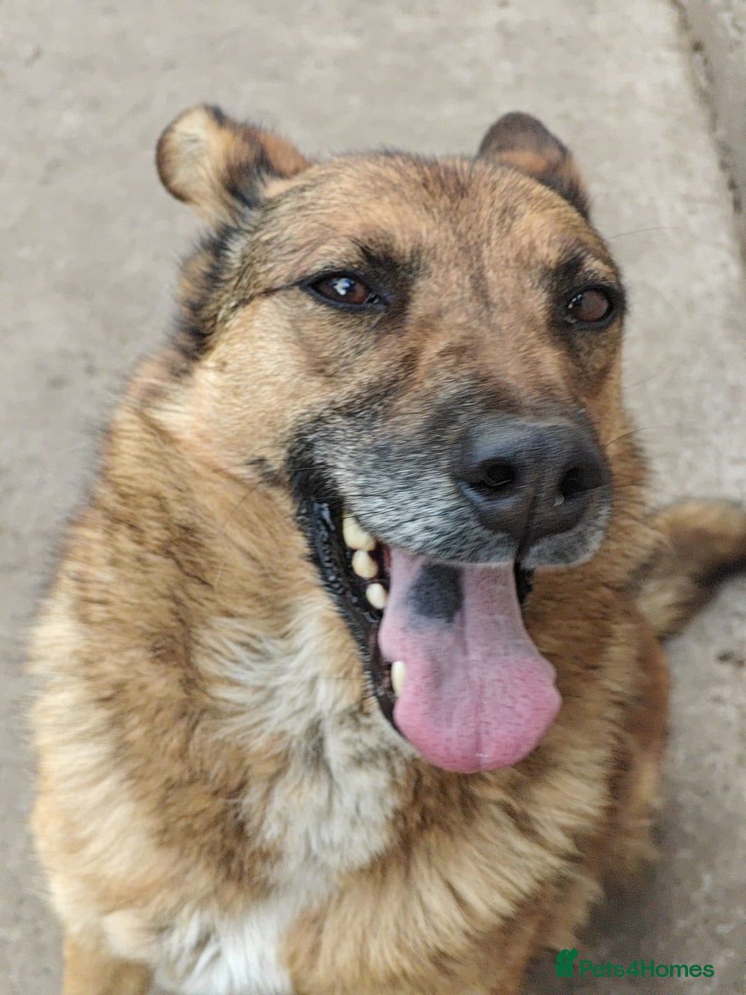 Mixed Breed dogs for adoption: 💖🐶 LARA 🐶💖 - Image 8
