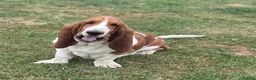 Basset Hound dogs for sale: KC BASSET HOUND PUPPIES FROM HEALTH SCORED PARENTS - Advert 3