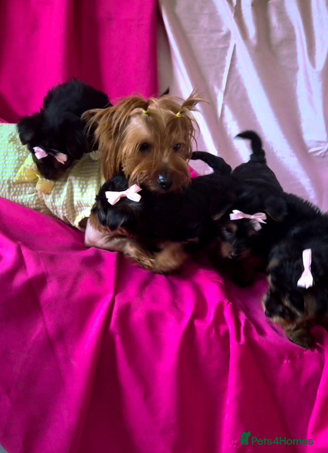 Yorkshire Terrier dogs for sale: 4 little princesses yorkshire terrier - Advert 7