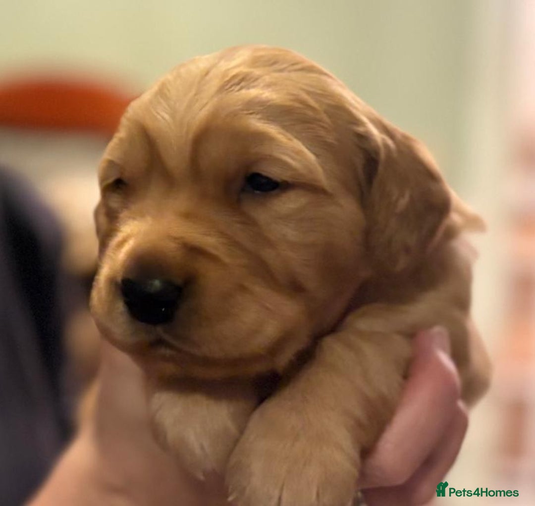 Golden Retriever dogs for sale: Beautiful Chunky Golden Retriever Pups - Advert 10