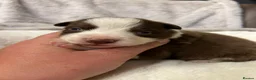 Border Collie dogs for sale: Gorgeous KC Registered Health Tested Border Collie - Advert 17