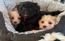 Shihpoo dogs for sale: Toy Shih-Poo Puppies (Shih-Tzu x Toy Poodle) - Advert 5