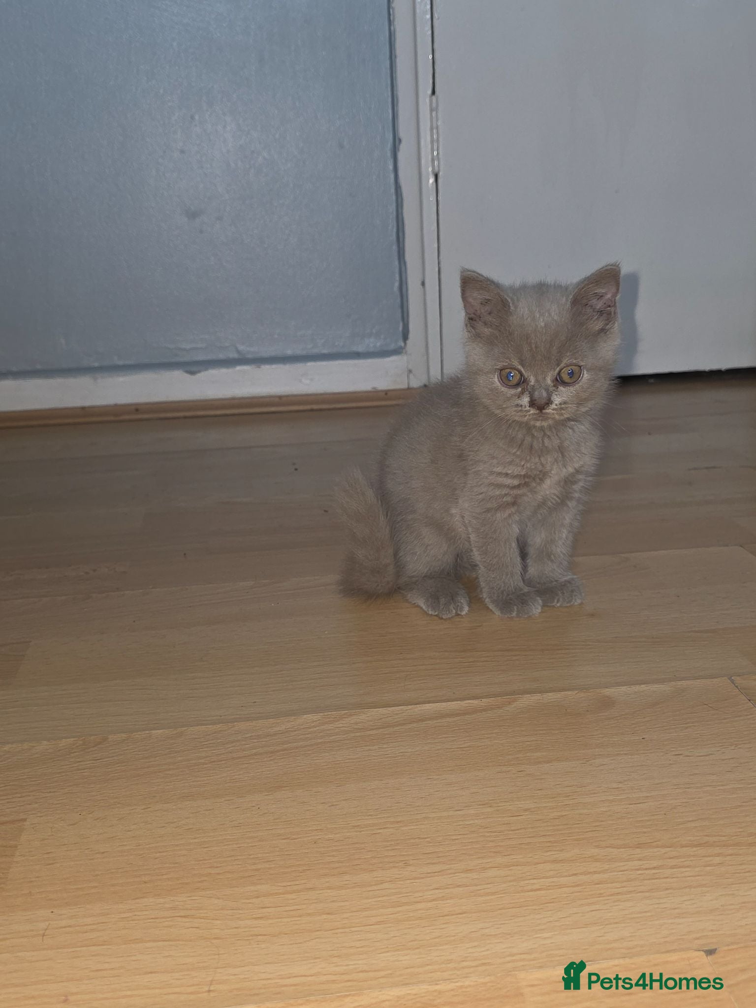 British Shorthair cats 5 Beautiful British Shorthair Kittens  - Advert 2
