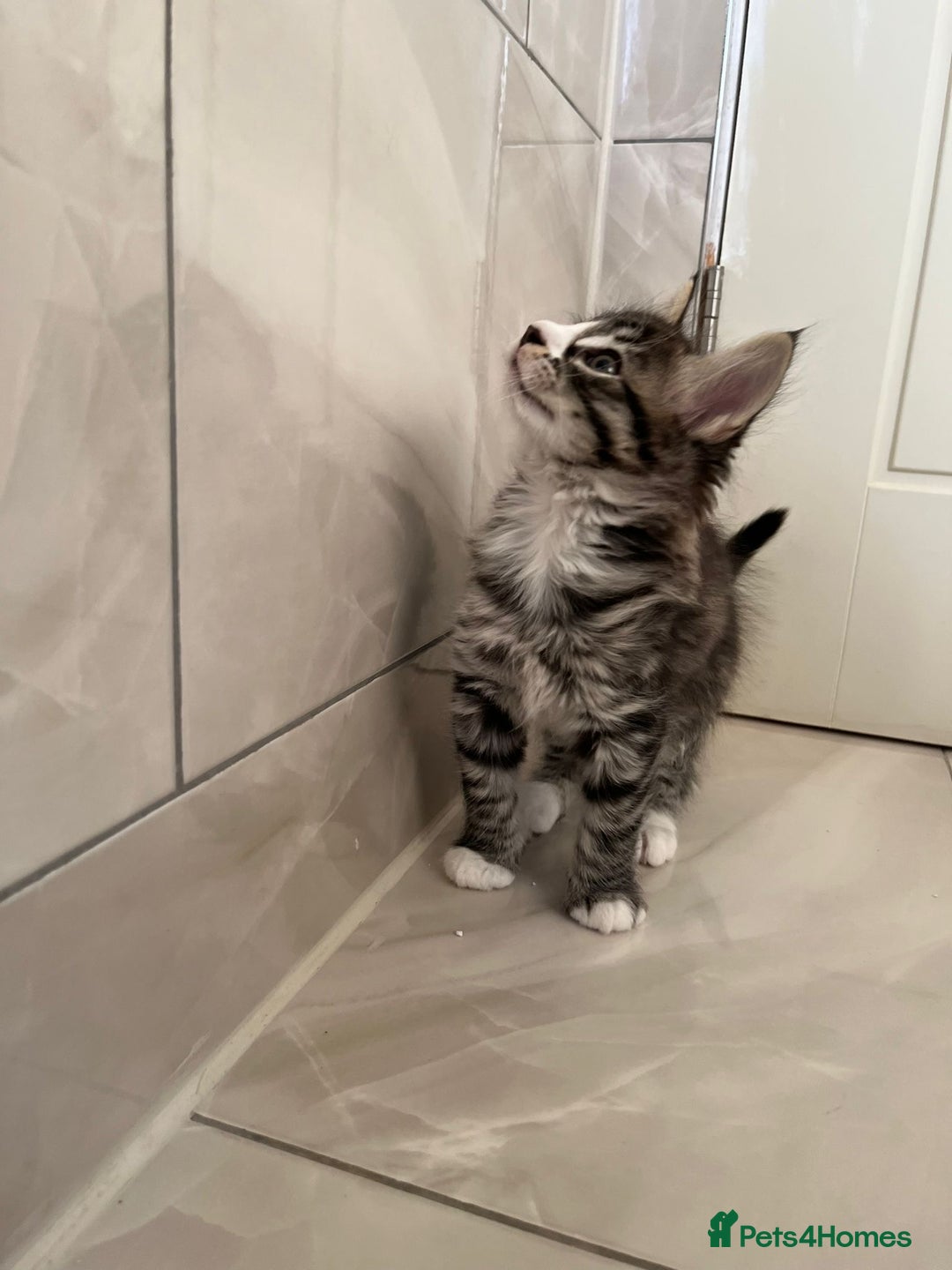 Abyssinian cats for sale: 6 Abyssinian & Tabby Kittens Available - Advert 5