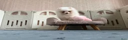 Pomeranian dogs for sale: Tiny White snow Pomeranian Puppies  - Advert 27