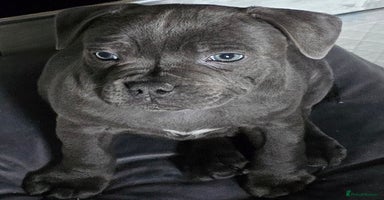 Staffordshire Bull Terrier dogs - Advert 4