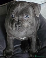 Staffordshire Bull Terrier dogs - Advert 5