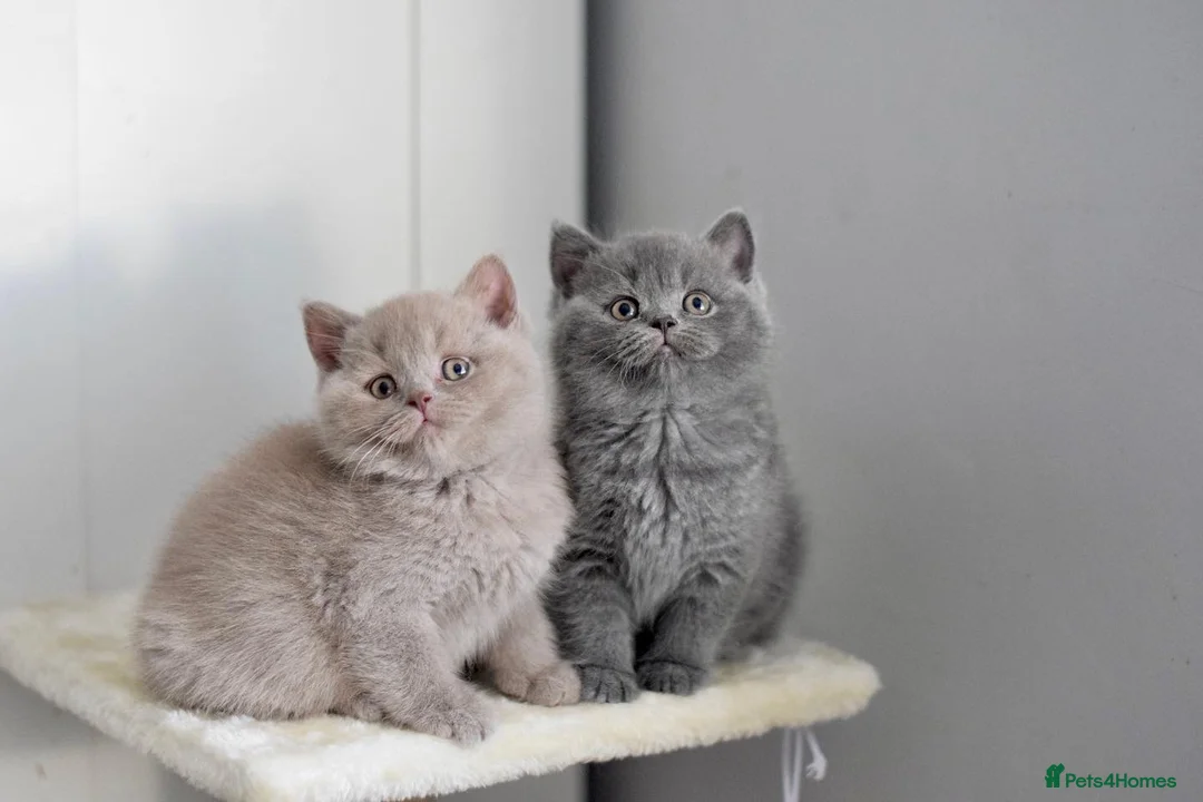 British Shorthair cats for stud: Amazing blue BSH in Corby - Advert 9