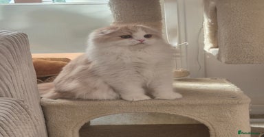 Scottish Fold cats - Advert 5