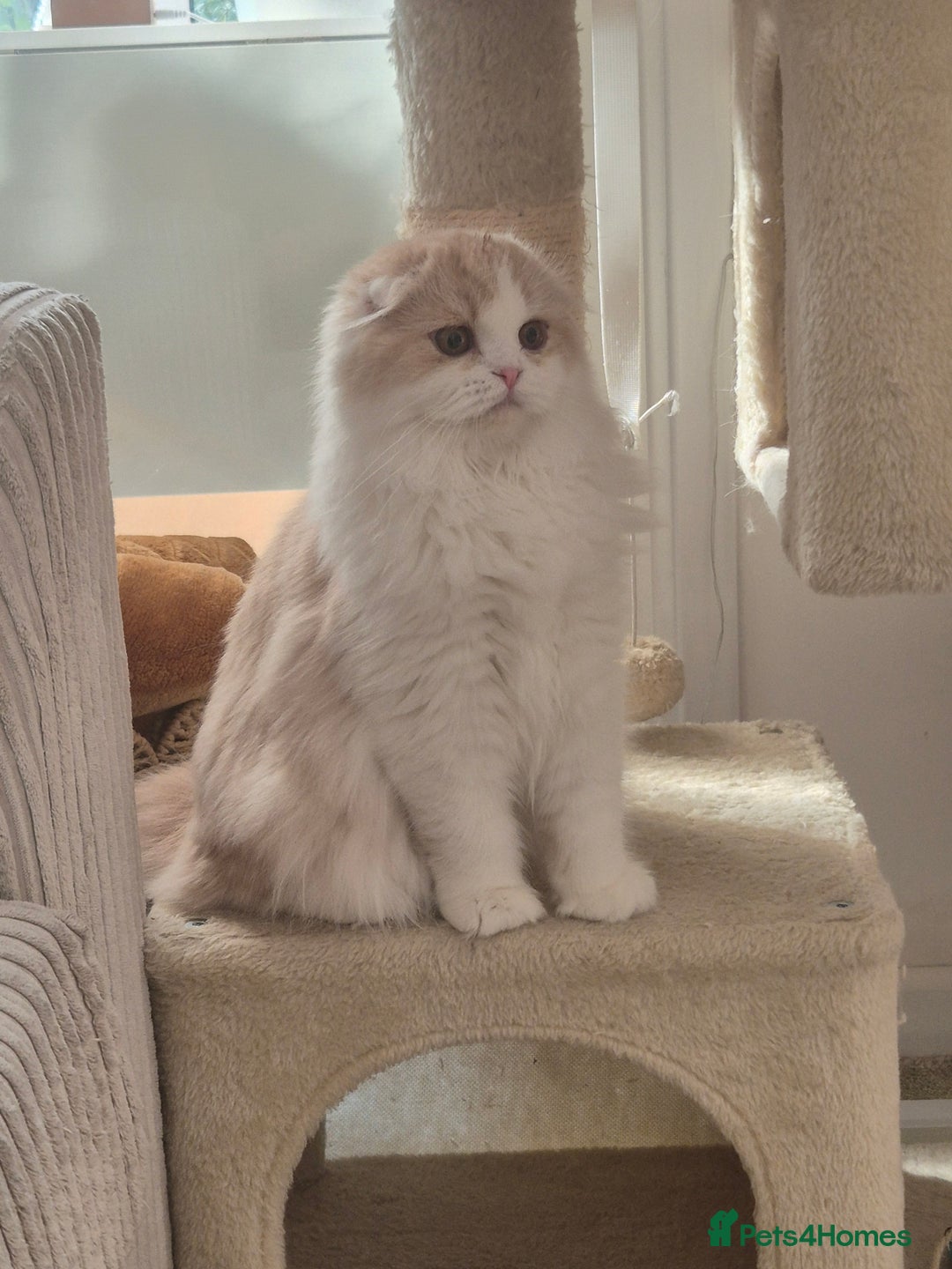 Scottish Fold cats for sale: Scottish Fold -  Long Hair - Image 2