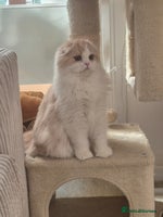 Scottish Fold cats - Advert 5