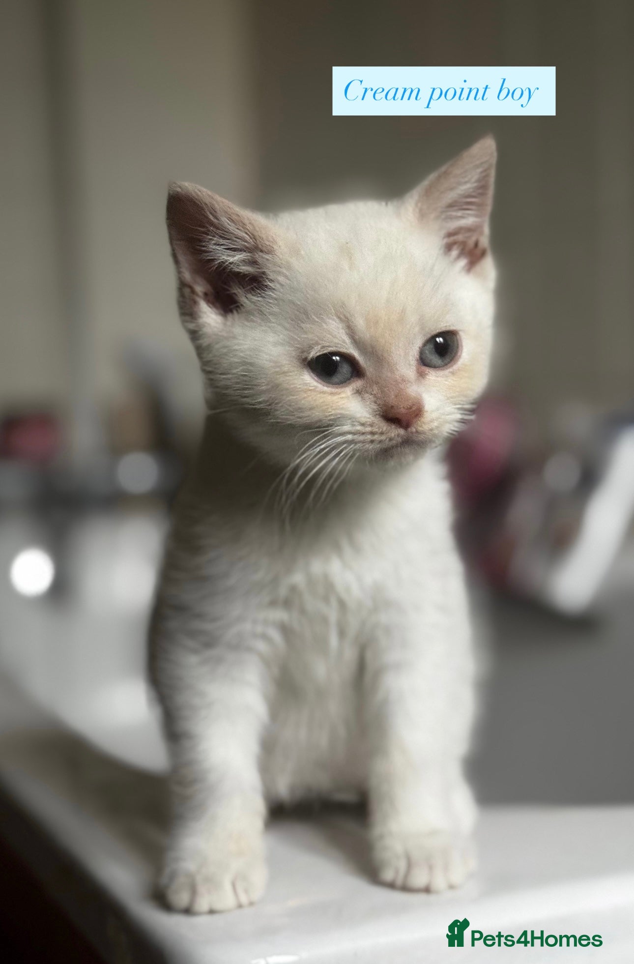 British Shorthair cats RARE Tortie/Colourpoint British shorthair kittens  - Advert 5