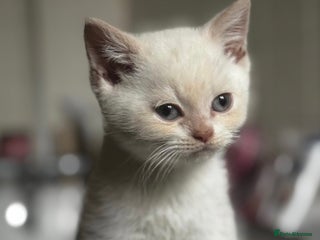 British Shorthair cats RARE Tortie/Colourpoint British shorthair kittens - Advert 5