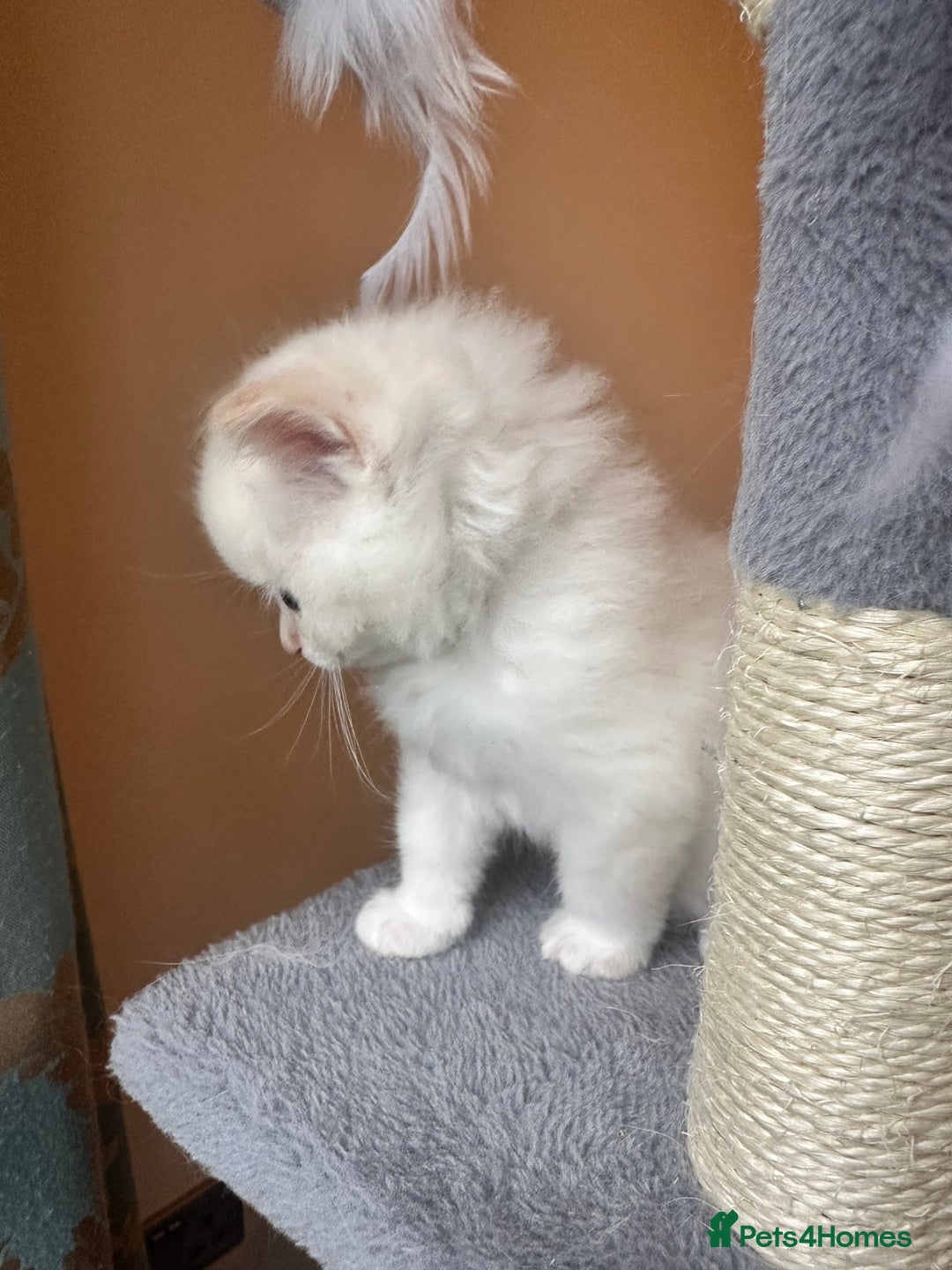 Neva Masquerade cats for sale: Gorgeous Neva Masquerade/British Blue Kittens  - Advert 7