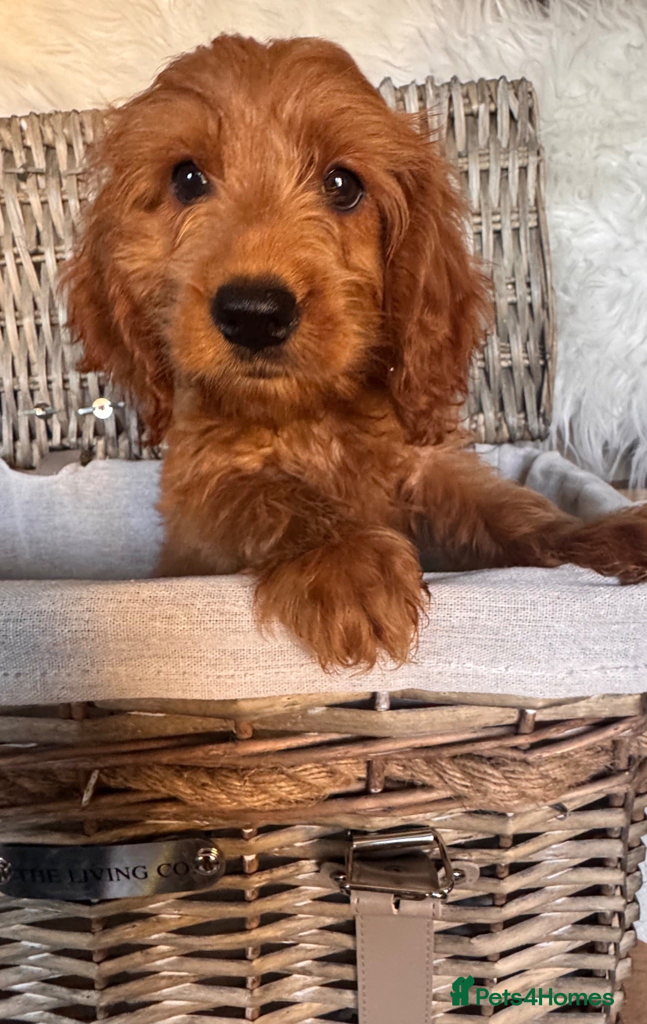 Cockapoo dogs NOW READY. 3 REMAINING HEALTH CHECKED COCKAPOOS  - Advert 1