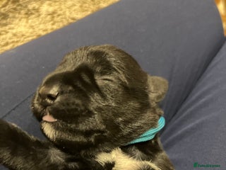 Miniature Schnauzer dogs - Advert 4