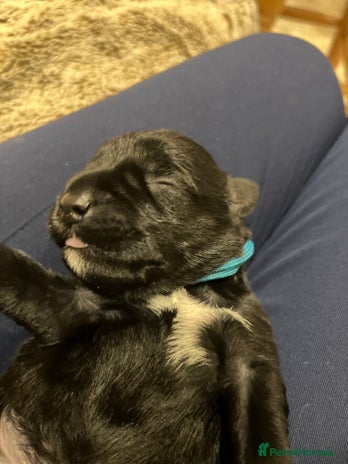 Miniature Schnauzer dogs - Advert 6