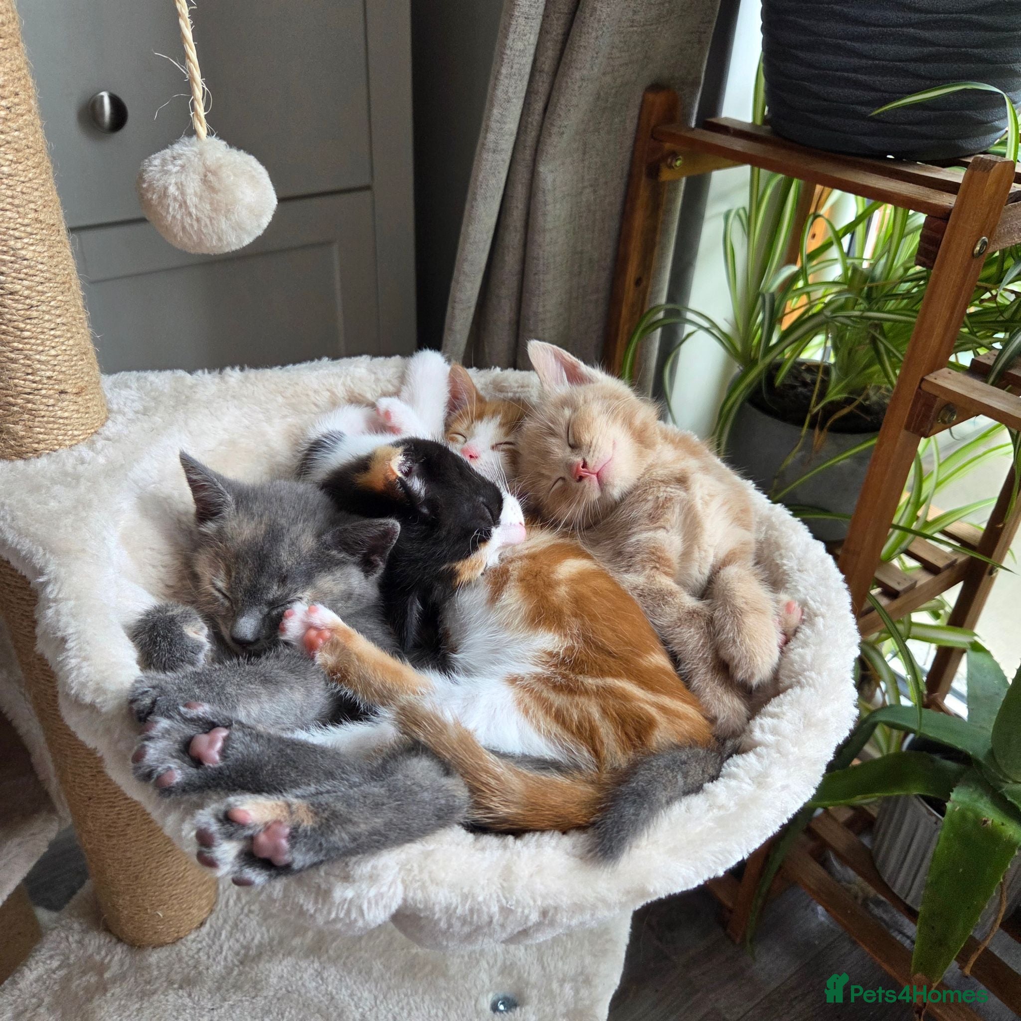 Mixed Breed cats Kittens for sale - Advert 4