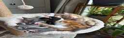 Mixed Breed cats for sale: Kittens for sale in Northwich - Advert 11