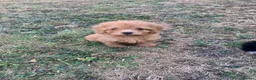 Cockapoo dogs for sale: Stunning F1B toy cockapoo puppies  - Advert 17