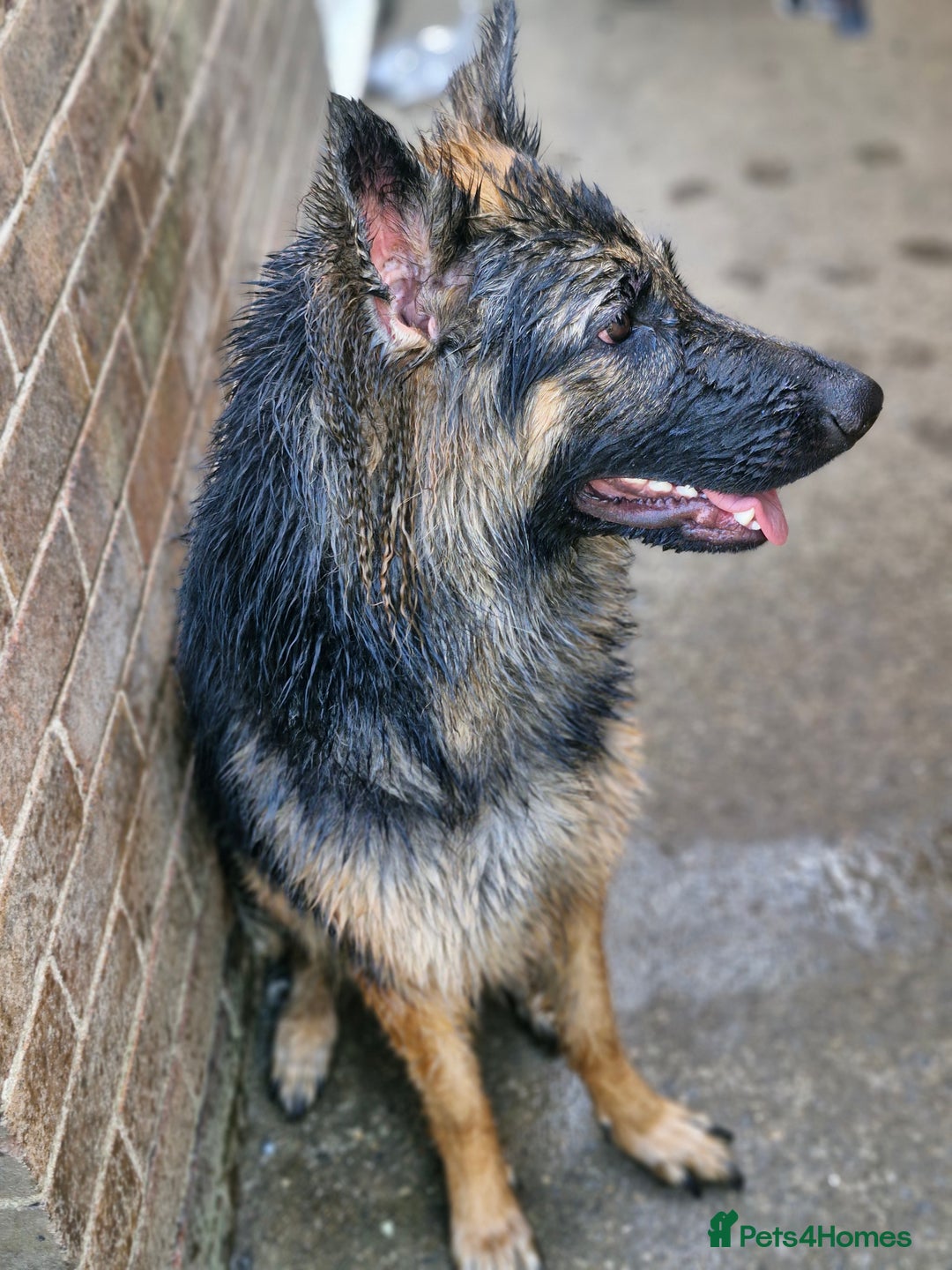 German Shepherd dogs for sale: Dolly - Image 3