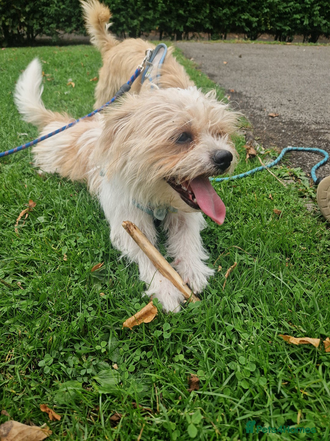 Mixed Breed dogs for sale: Beautiful boys  - Image 8