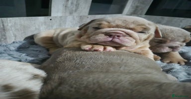 English Bulldog dogs - Advert 15
