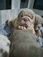 English Bulldog dogs - Advert 15