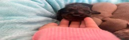 Miniature Dachshund dogs for sale: miniture dachshund puppies!! - Advert 11