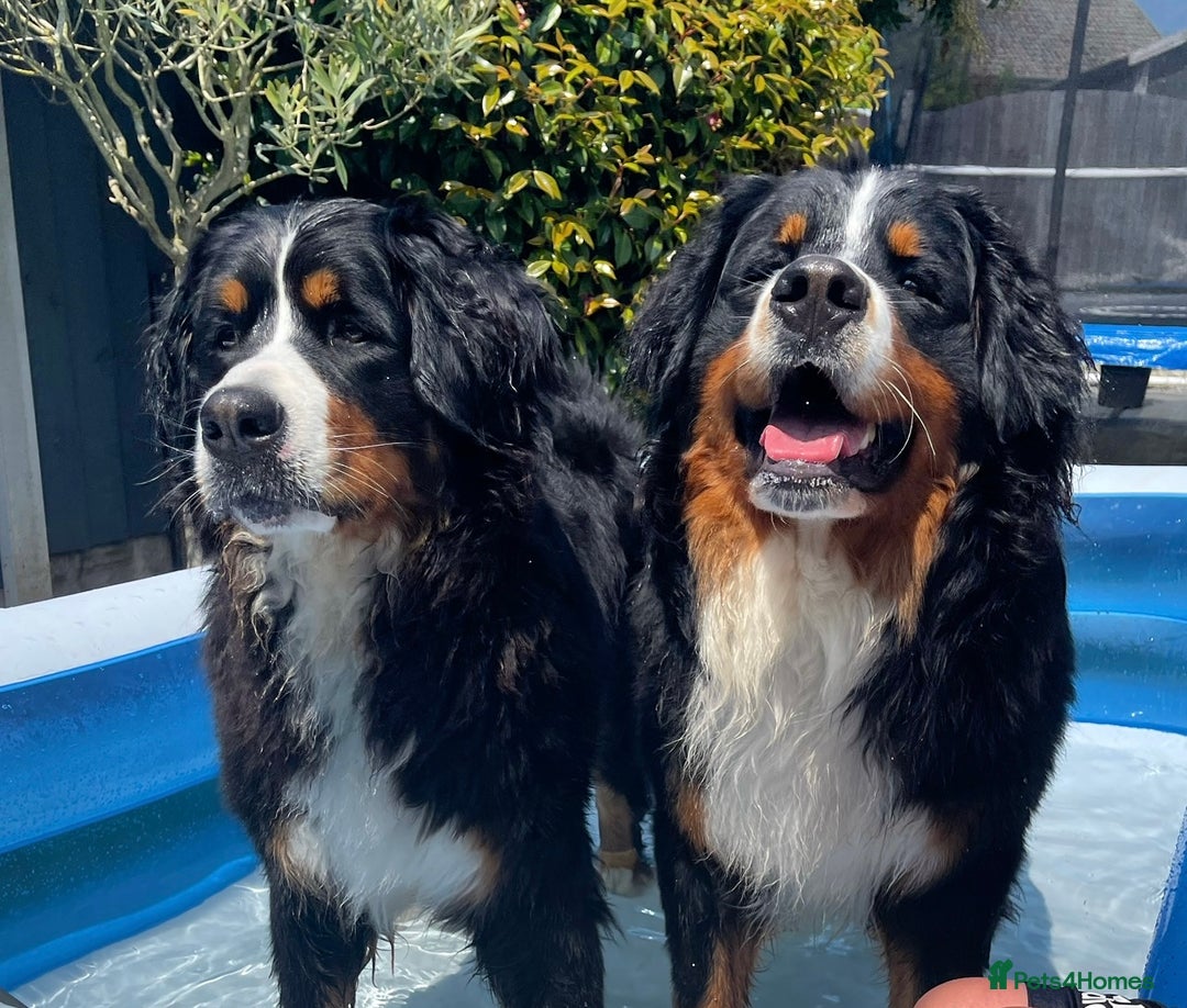 Bernese Mountain Dog dogs for stud: 🔥 CRUZ💥 TOP QUALITY BERNESE MOUNTAIN DOG STUD in Whitehaven - Image 29