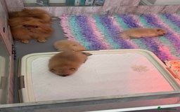 Pomeranian dogs for sale: True to type Pomeranian Puppies  - Image 19