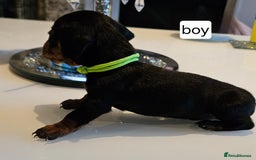 Dachshund dogs for sale: Miniature daschunds looking for their forever home in Redcar - Image 13