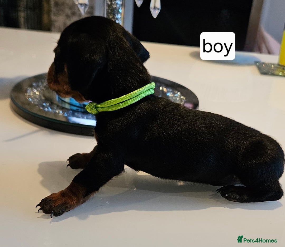 Dachshund dogs for sale: Miniature daschunds looking for their forever home in Redcar - Image 13