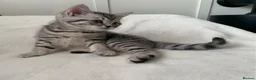 British Shorthair cats for sale: Beautiful silver spotted  tabbies - Advert 9