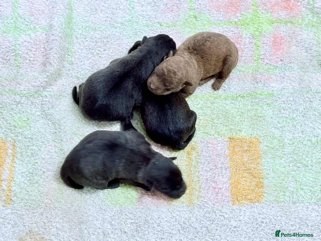 Patterdale Terrier dogs for sale: Quality Patterdale Terrier Pups - Image 2
