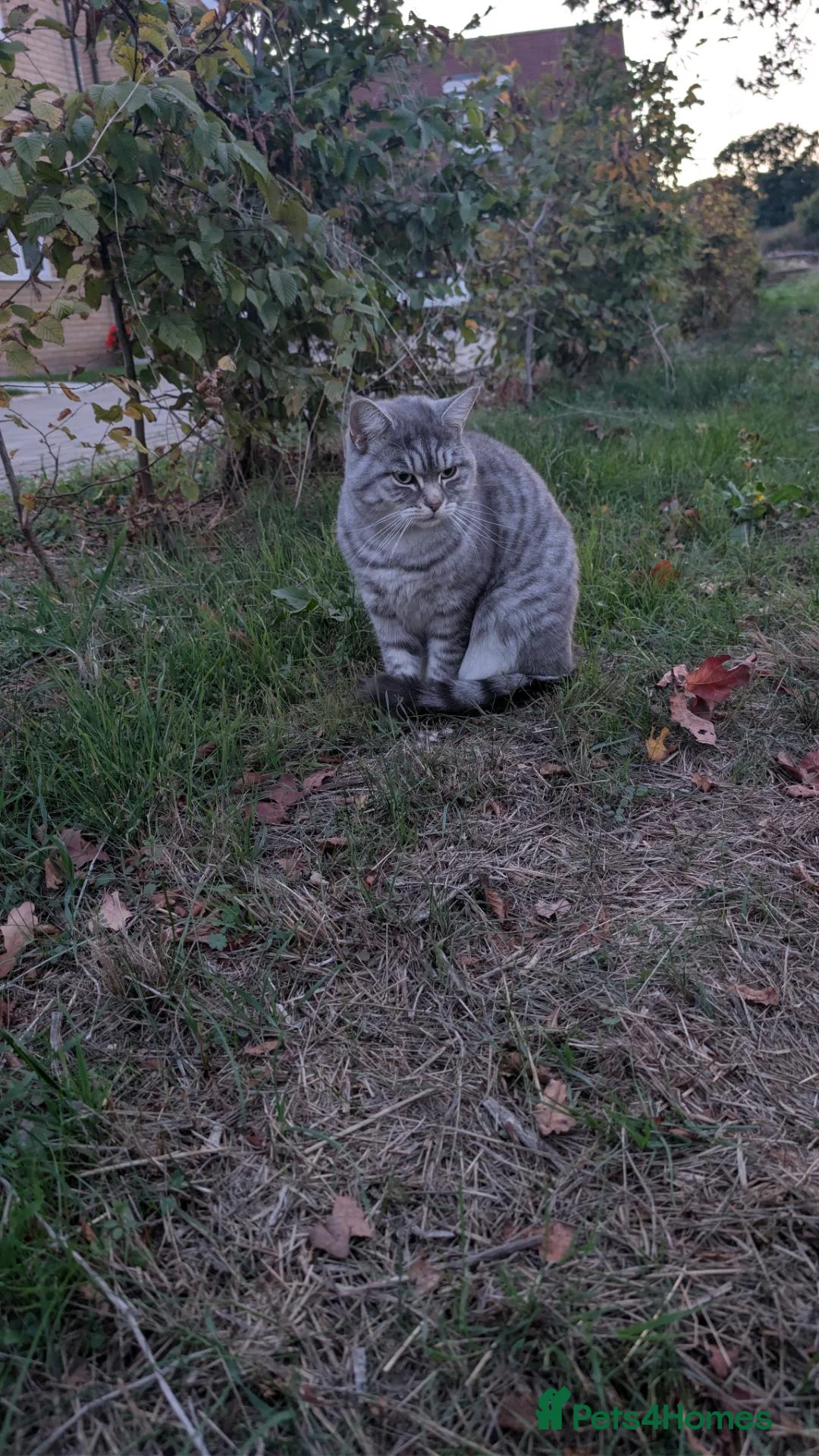 Mixed Breed cats for sale: Chinchilla Persian x bombay  - Advert 3
