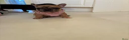French Bulldog dogs for sale: 🐾 ❤️ Beautiful Red Merle Female French Bulldog  - Advert 1