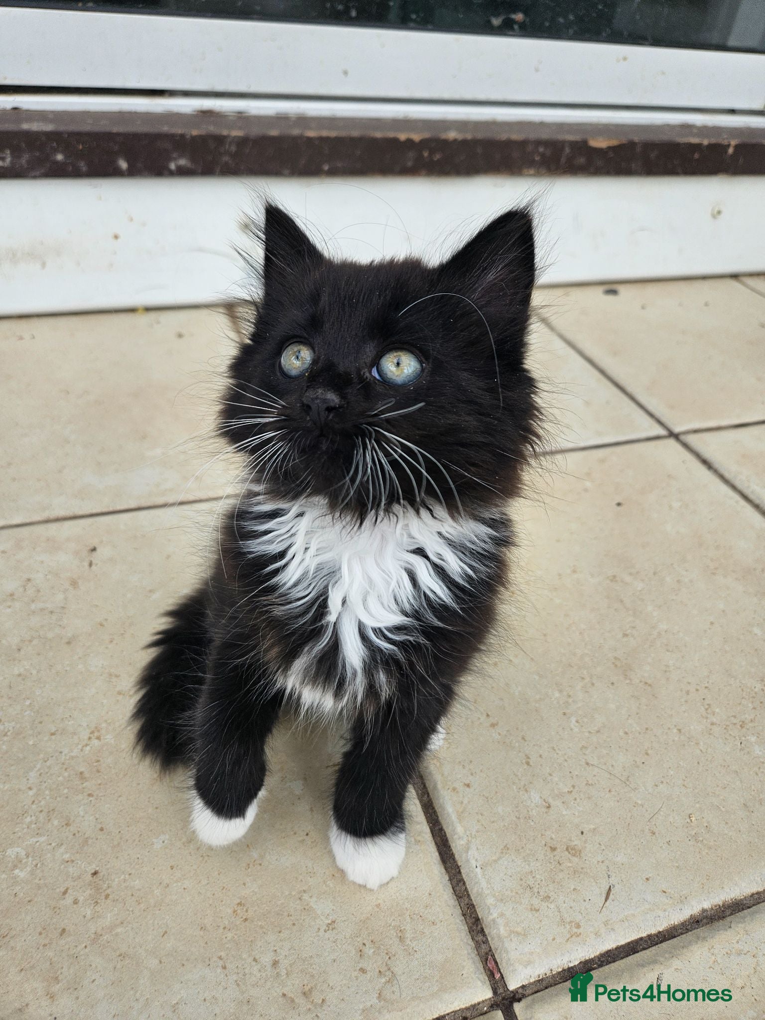Mixed Breed cats 2 Black boys 1 Tuxedo Girl Ready Now - Advert 2