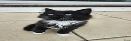 Mixed Breed cats for sale: 2 Black boys 1 Tuxedo Girl Ready Now - Advert 11