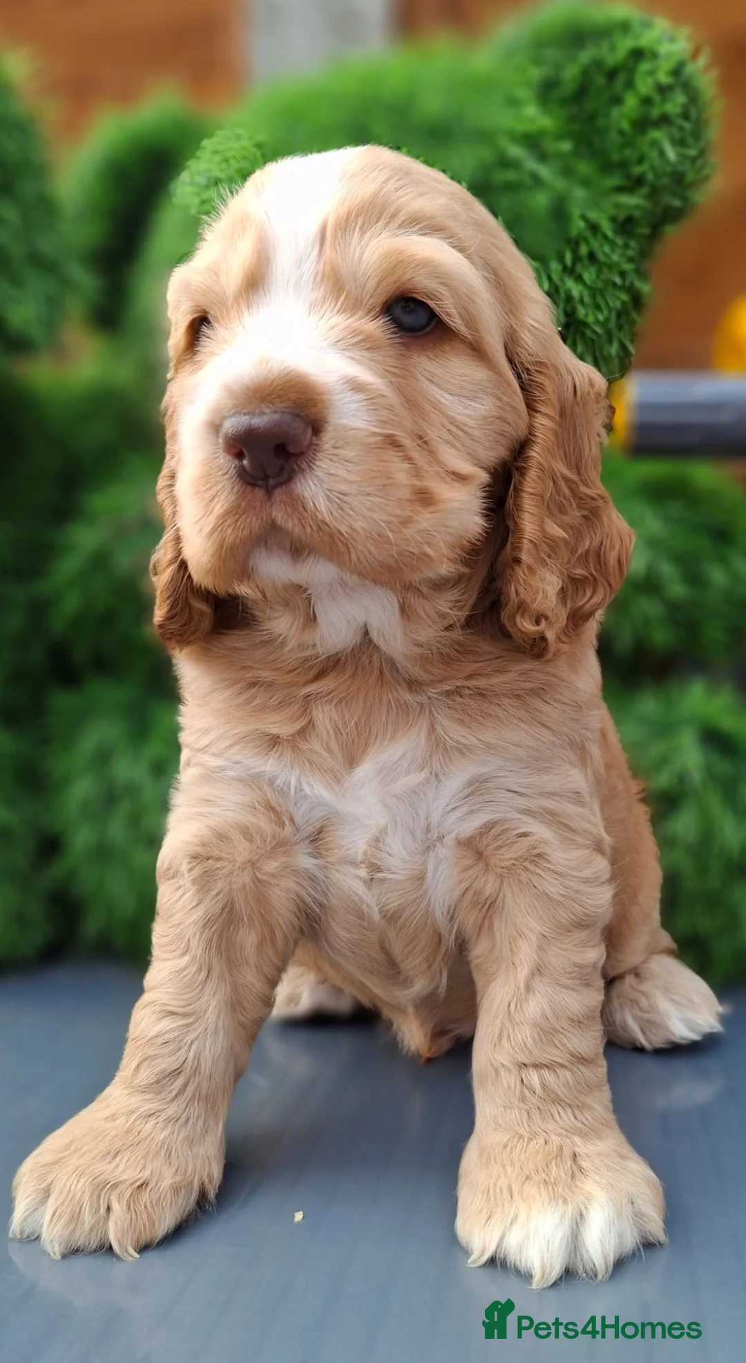 Cocker Spaniel dogs for sale: KC REG SHOW COCKER SPANIELS - Advert 2