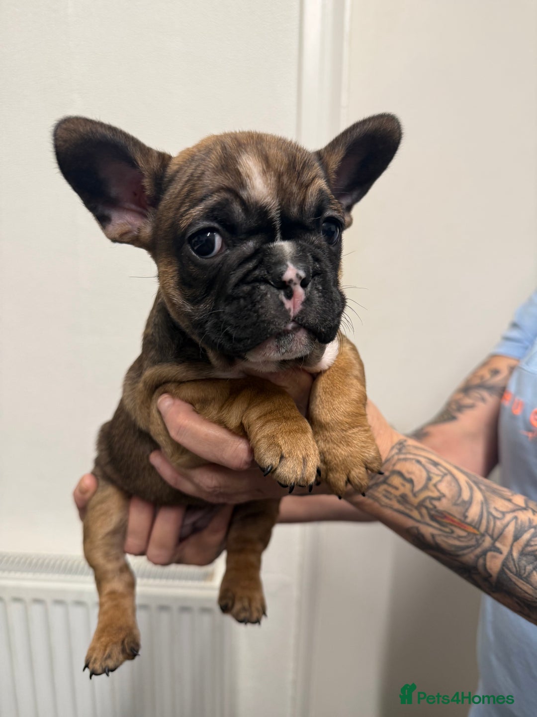 French Bulldog dogs for sale: Stunning French bulldog puppies - Advert 10