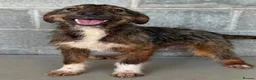 Mixed Breed dogs for adoption: Jordy – 6‑Month‑Old Small/Medium Pup  - Advert 1