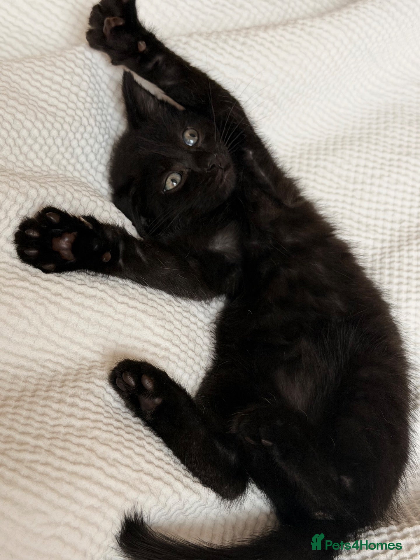 Domestic Shorthair cats Little black kitten  - Advert 1