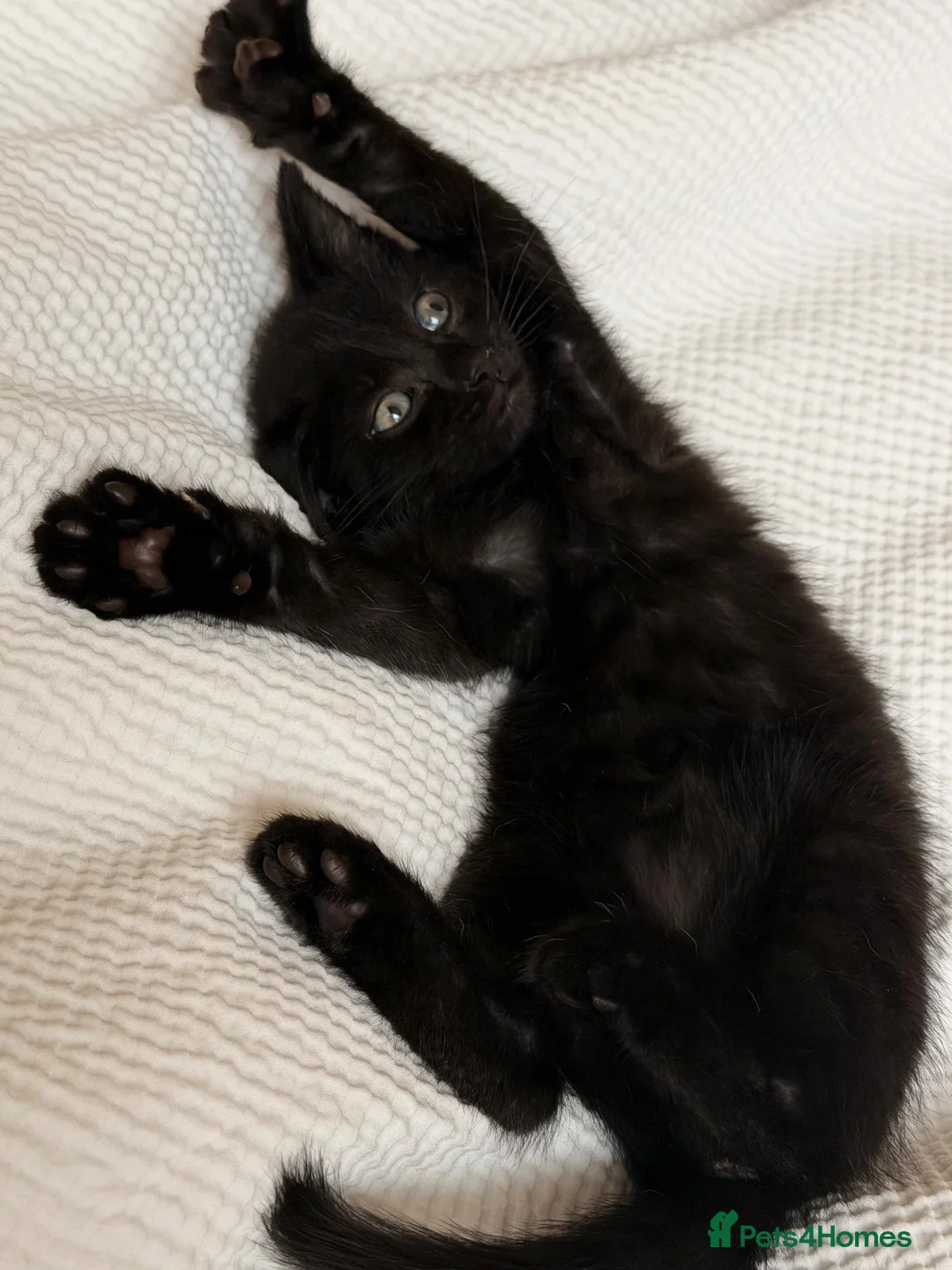 Domestic Shorthair cats for sale: Little black kitten  - Advert 1