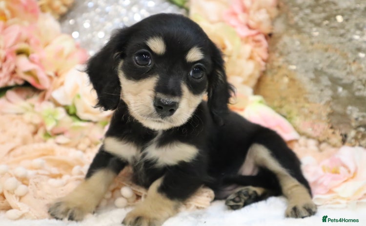 Miniature Dachshund dogs - Advert 12