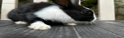 Dutch rabbits for sale: Free roaming Rabbits seek loving home in Milton Keynes - Advert 3