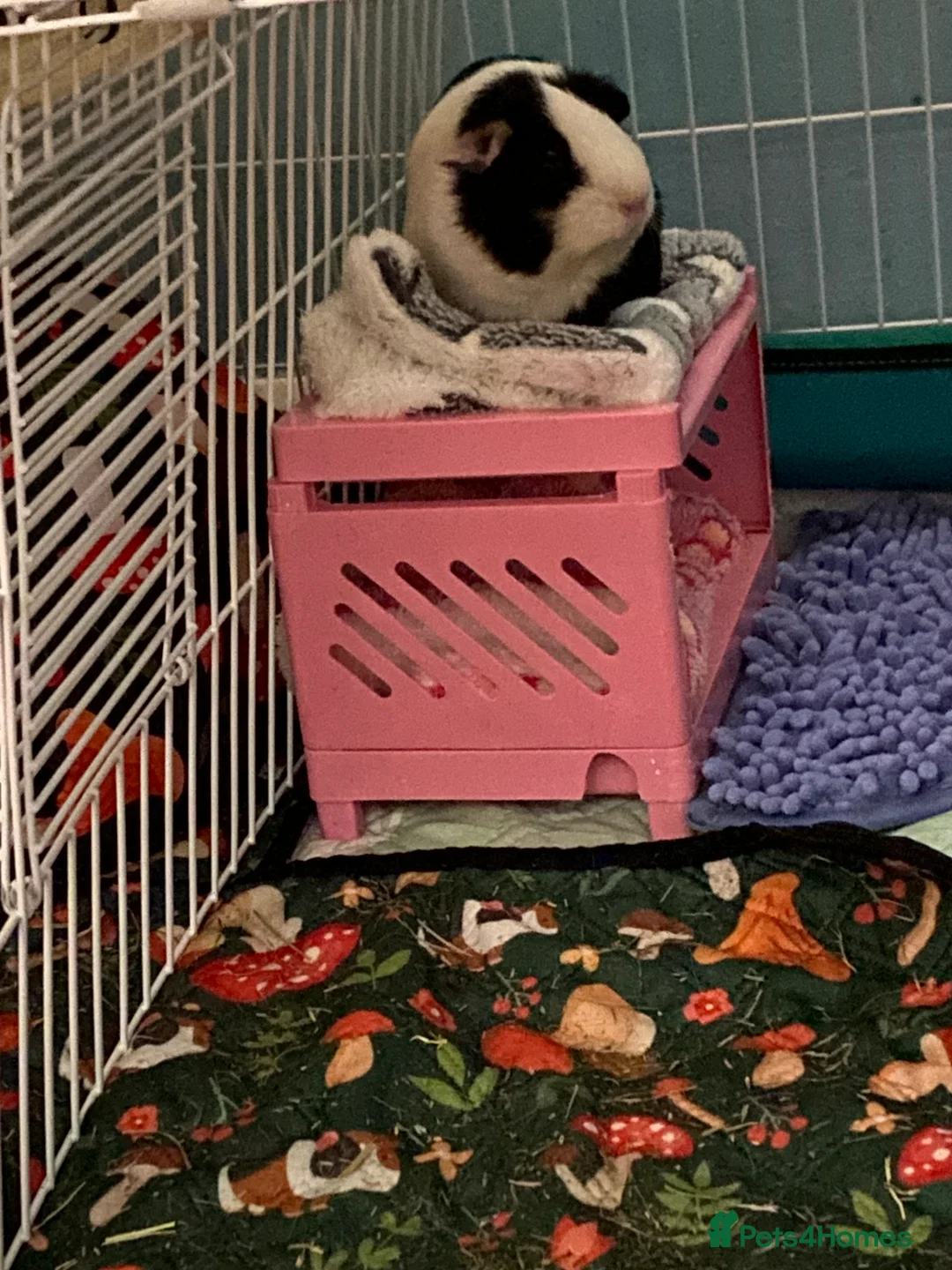 Mixed Breed rodents for sale: Trio of female Guinea pigs  - Advert 11