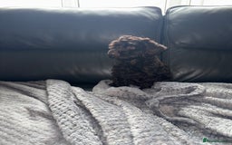 Cockapoo dogs for sale: F1 PRA Clear cockapoo puppys in Sandbach - Image 4