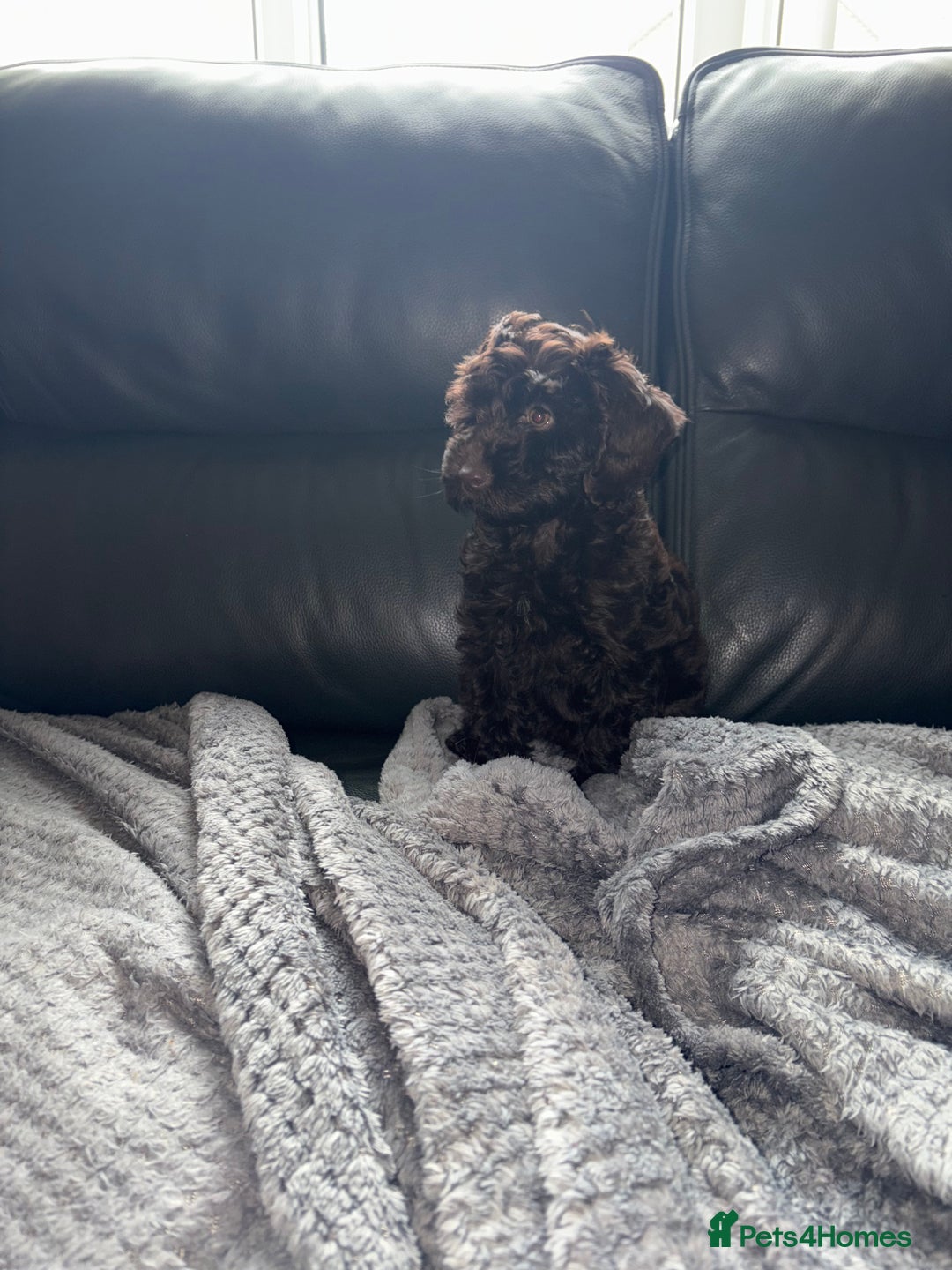 Cockapoo dogs for sale: F1 PRA Clear cockapoo puppys in Sandbach - Image 4